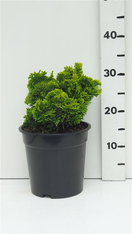 Кипарисовик туполистный Нана Ауреа